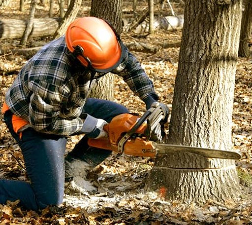 Tree Removal in Bayside, TX